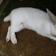 Kanin Canaada von havregryn