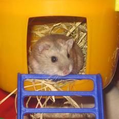 Dværghamster Magnus.