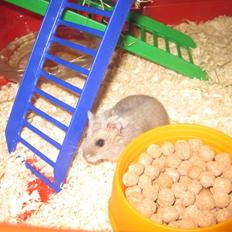 Dværghamster Magnus.