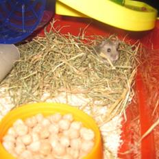 Dværghamster Magnus.