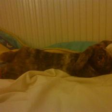 Kanin Blueberry's Hot Martini