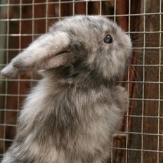 Kanin Blueberry's Hot Martini