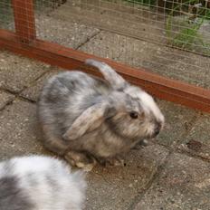 Kanin Blueberry's Hot Martini