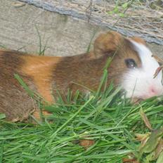 Marsvin Thonado( skatten)