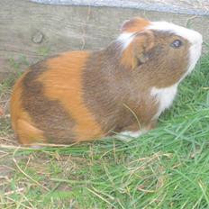 Marsvin Thonado( skatten)