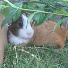 Marsvin Thonado( skatten)