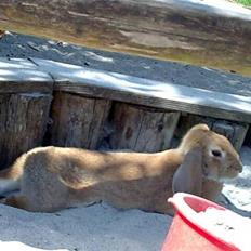 Kanin Paf 's Smaske - RIP :'(