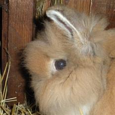 Kanin Obelix:D ( Obbe )