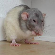 Tamrotte Dumbo - Tony