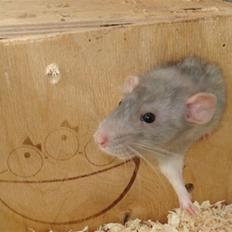 Tamrotte Dumbo - Tony