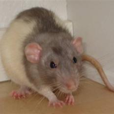 Tamrotte Dumbo - Tony