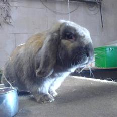 Kanin Grundet Bakkes Lilo <3