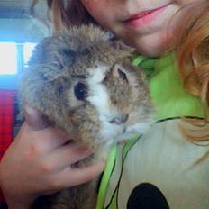 Marsvin Prins Pjuske