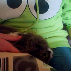 Marsvin Prins Pjuske