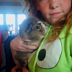 Marsvin Prins Pjuske