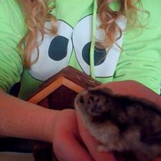 Dværghamster Søren