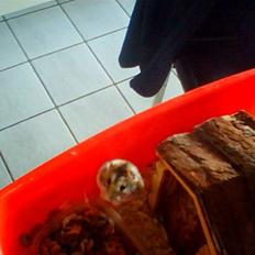 Dværghamster Søren