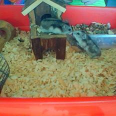 Dværghamster Kirsten