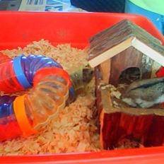 Dværghamster Kirsten