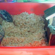 Dværghamster Kirsten