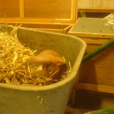 Kanin Grundet Bakkes Estella