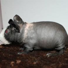 Marsvin Little Fighter