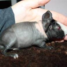 Marsvin Little Fighter