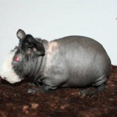 Marsvin Little Fighter