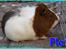 Marsvin Plet  *R.i.P* - her ser du lille plet