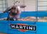 Kanin Blueberry's Hot Martini - Nysgerrige Martini :) 