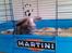 Kanin Blueberry's Hot Martini - Hvad laver du mor ?
