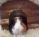 Marsvin Pumba R.I.P 
