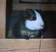 Marsvin Willy'R.I.P'min'elskede);