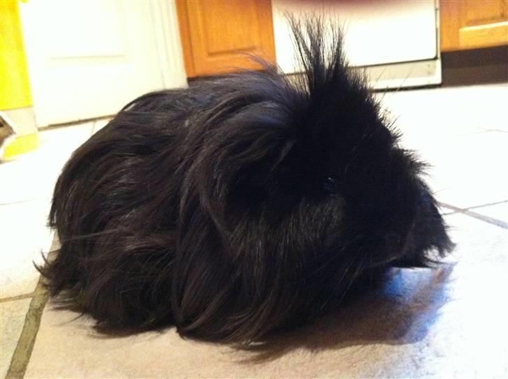 Marsvin Peanut billede 2