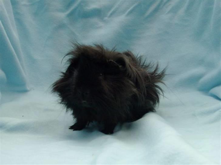 Marsvin Peanut billede 3