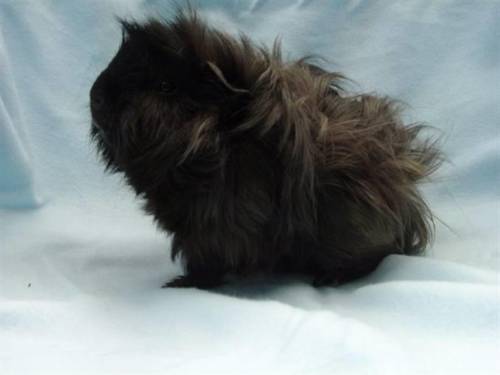 Marsvin Peanut billede 4