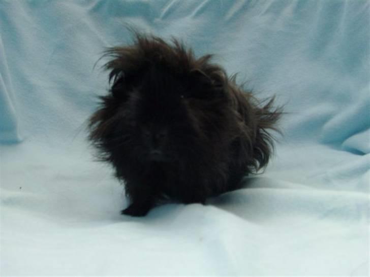 Marsvin Peanut billede 5