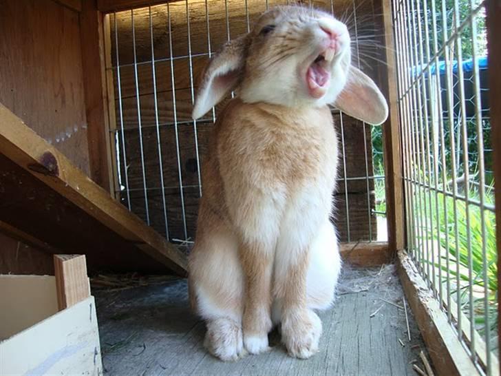 Kanin Nougat - Gaaaab billede 11