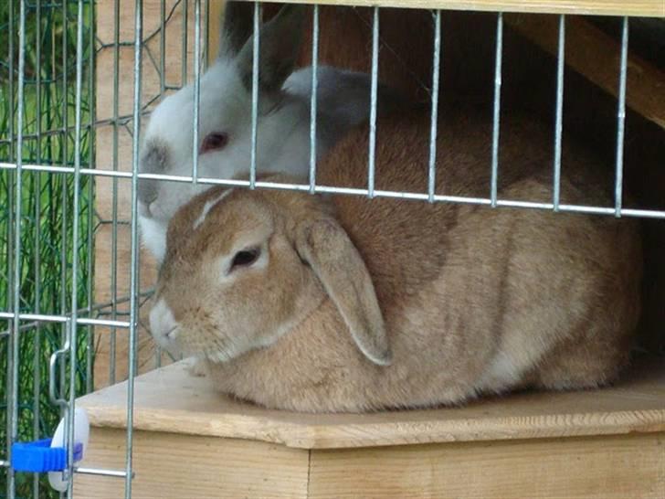 Kanin Nougat - Nougat med veninden Nuser billede 12