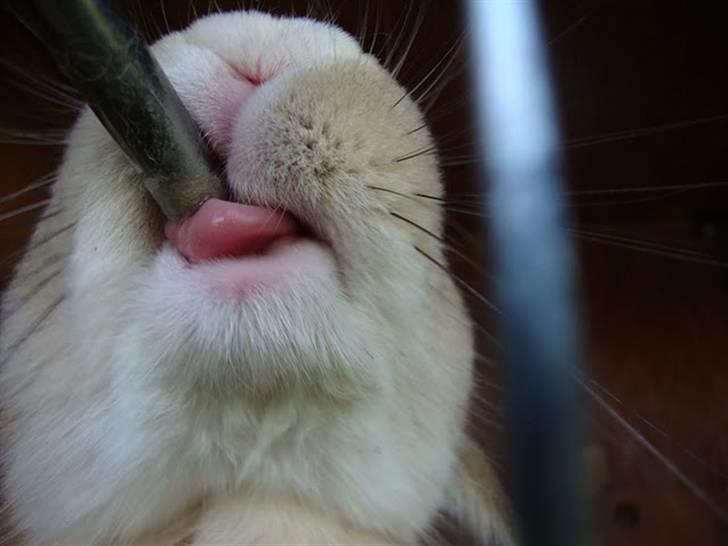 Kanin Nougat - Slurp slurp billede 13