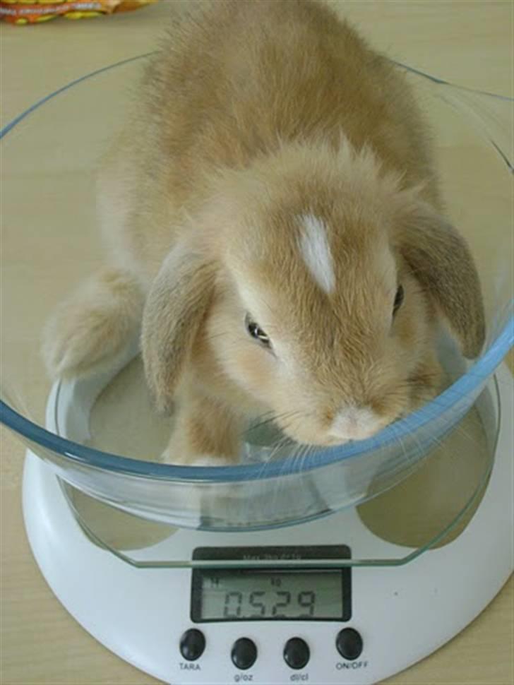 Kanin Nougat - Da Nougat var lille, var han ikke særlig stor. billede 14