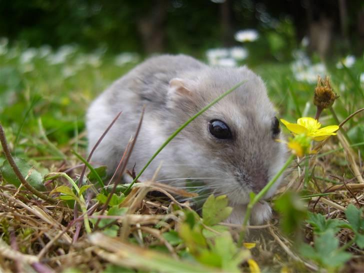 Dværghamster Prinsesse Daisy //† R.I.P - Sidst på sommeren men man kan stadig finde græs. Foto: Sara Paulsen billede 11