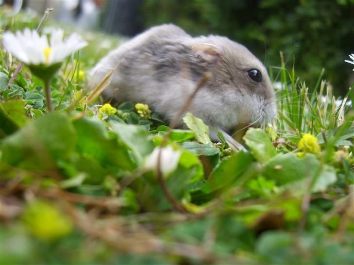 Dværghamster Prinsesse Daisy //† R.I.P - Var der noget? Foto: Sara Paulsen billede 12