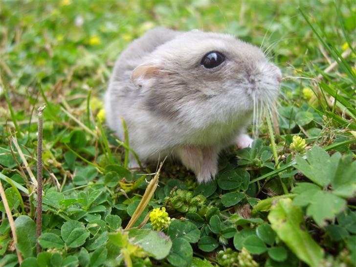 Dværghamster Prinsesse Daisy //† R.I.P - Halløj moar. Foto: Sara Paulsen billede 13