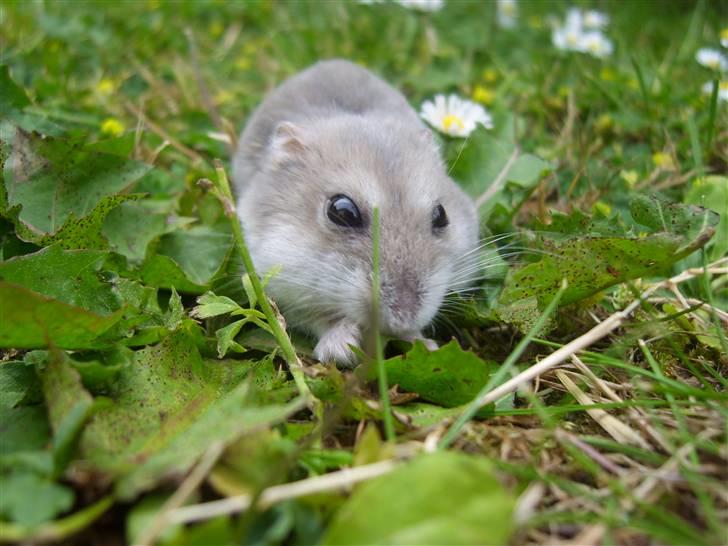 Dværghamster Prinsesse Daisy //† R.I.P - Maaaad. Foto: Sara Paulsen billede 14