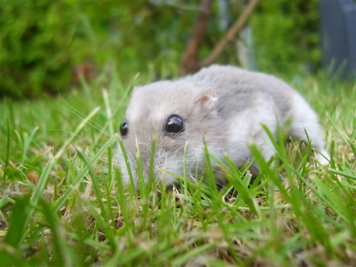 Dværghamster Prinsesse Daisy //† R.I.P - Tihi så gemmer jeg mig bare i græsset. Foto: Sara Paulsen billede 15