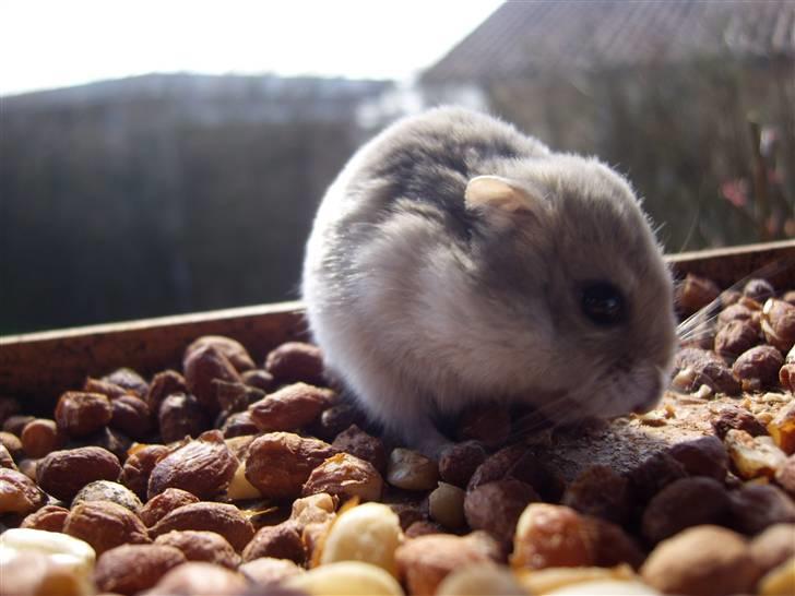 Dværghamster Prinsesse Daisy //† R.I.P - Fugle nødder, muuums. Foto: Sara Paulsen billede 16