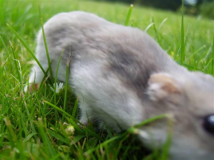 Dværghamster Prinsesse Daisy //† R.I.P - Se hvor laaaaang jeg er. Foto: Sara Paulsen billede 17