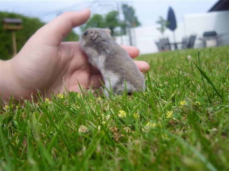 Dværghamster Prinsesse Daisy //† R.I.P - Det sidste billed af min prinsesse i live :´( sov godt min skat. Foto: Sara Paulsen billede 18