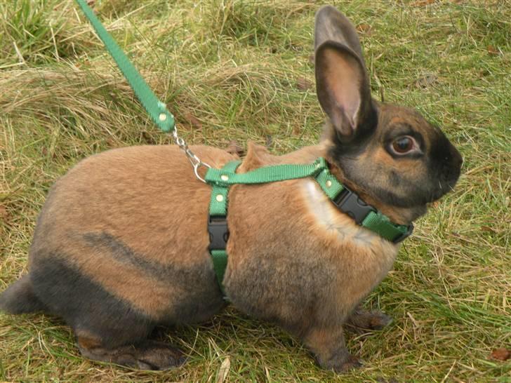 Kanin Sofie R.I.P billede 11